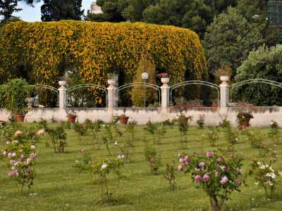 Villa La Rocca nasconde, nel cuore del grandissimo parco in cui � immersa, uno splendido giardino delle rose in cui trovano posto oltre 350 specie di questo fiore di ogni forma e profumo